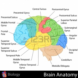 20850844-anatomie-du-cerveau